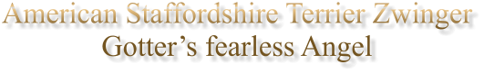 American Staffordshire Terrier Zwinger Gotter�s fearless Angel